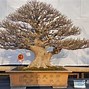 Gaya Bonsai Beringin Kimeng